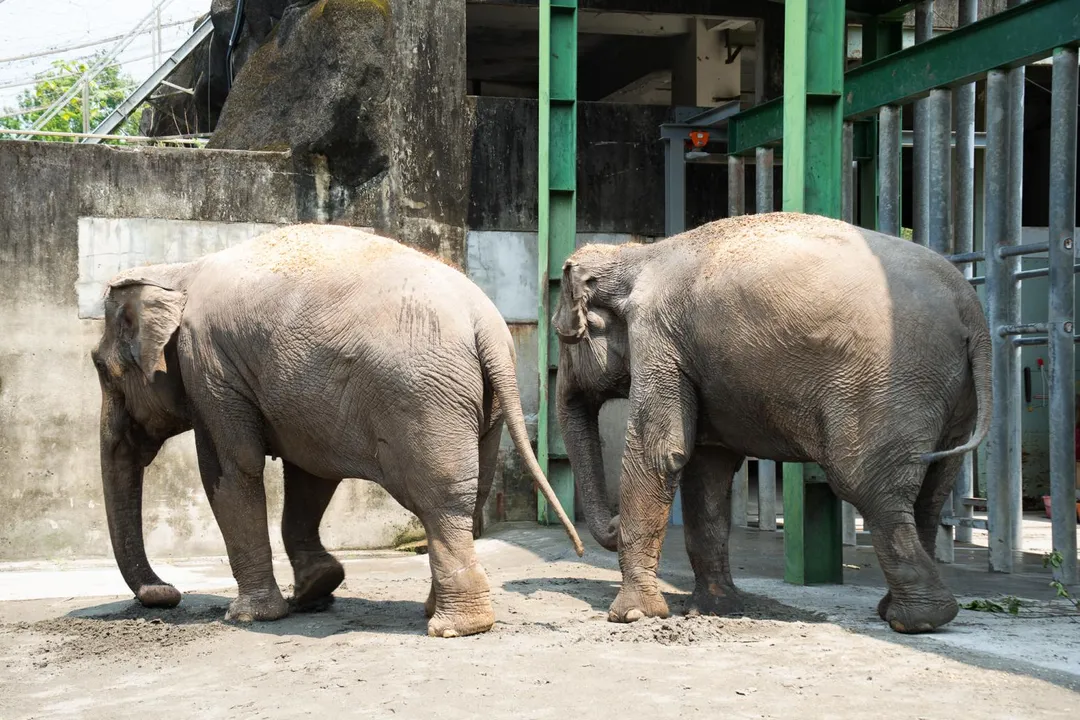 台北市立動物園亞洲象「友信」與「友愷」的搬遷任務今天上午順利完成，兩頭大象被安置於非洲動物區象舍，完成這場籌備逾年的「重量級」搬家行動。（圖／台北市立動物園提供）