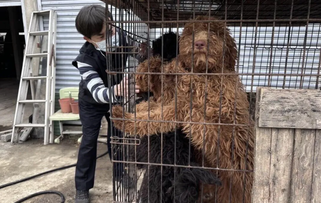 狗場內還有巨型貴賓犬。（圖／翻攝畫面）