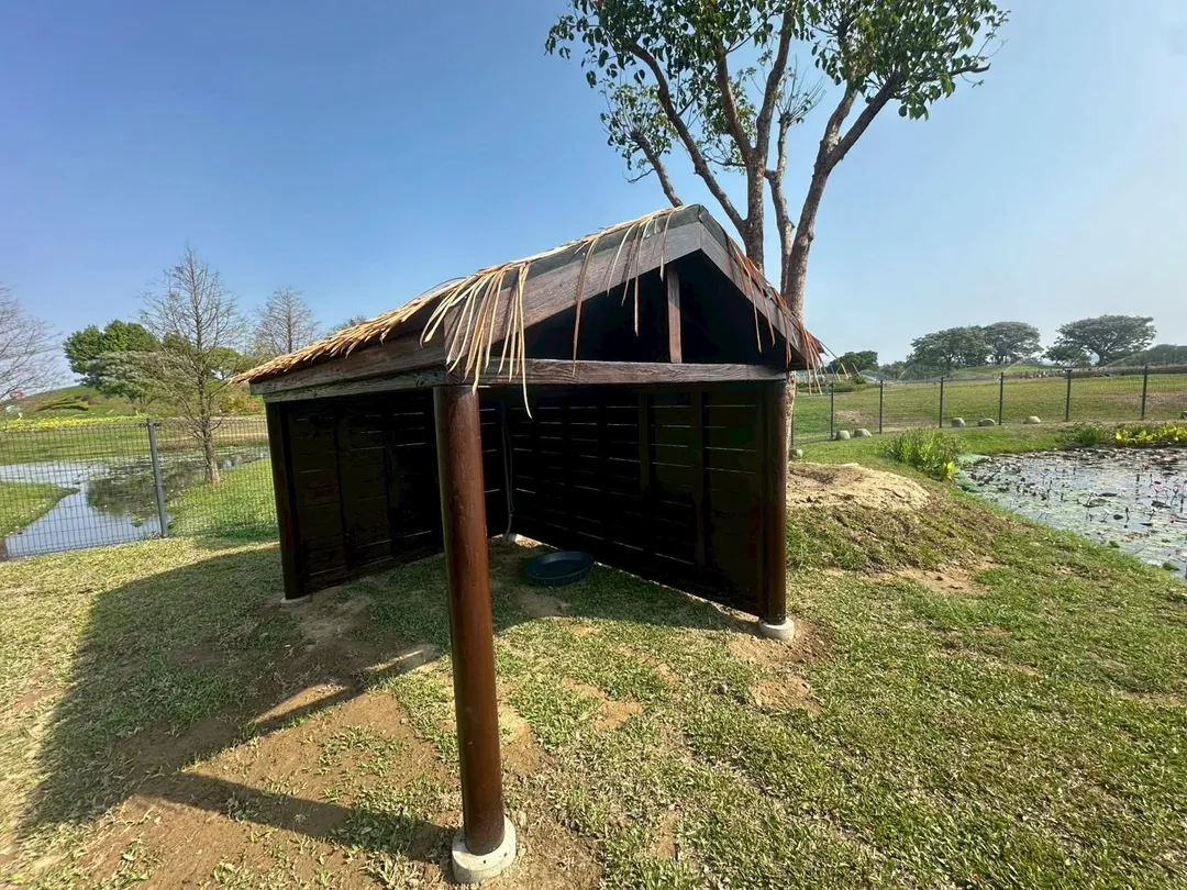 建設局打造黑天鵝專屬的家。（圖／台中市政府建設局提供）