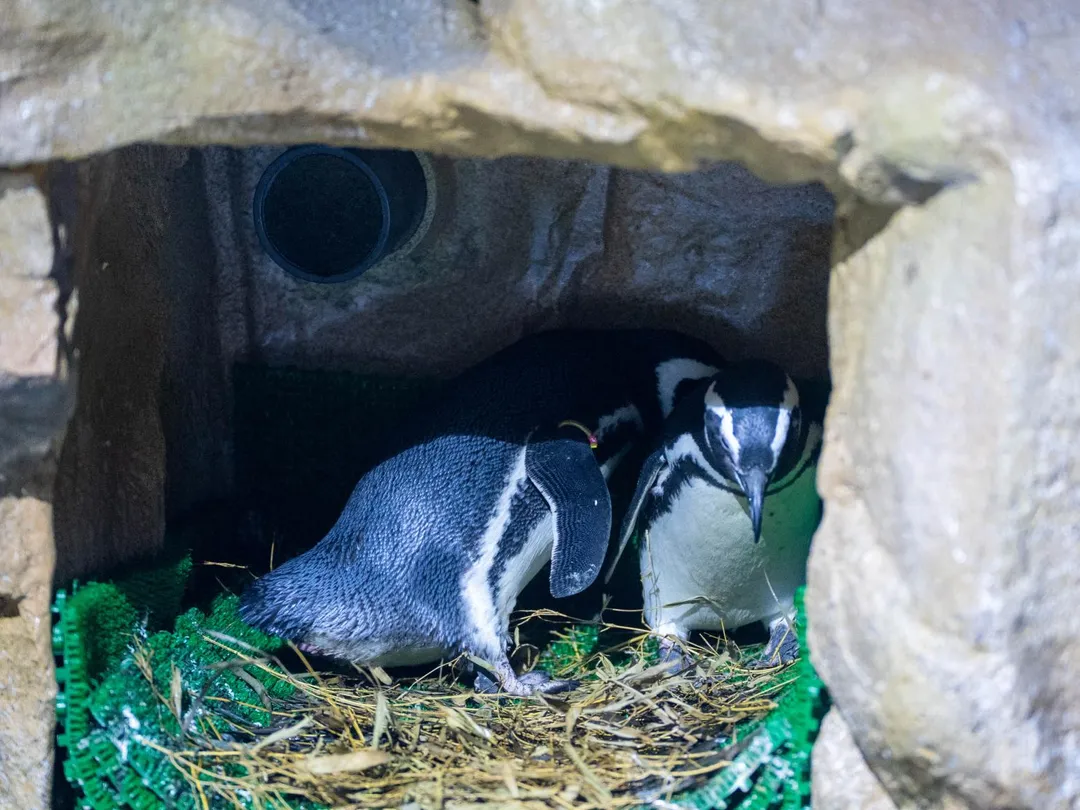 台中海洋館飼育的麥哲倫企鵝產下的4顆蛋均未受精，首波企鵝繁殖計畫宣告失敗，館方坦言「期待落空」。（圖／台中海洋館提供）
