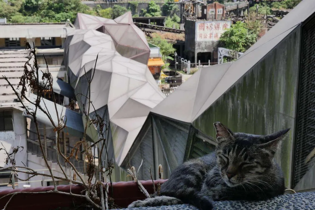 大量貓咪族群生活在猴硐貓村，吸引愛貓族朝聖。（示意圖／非當事貓／翻攝自新北市觀光旅遊網）