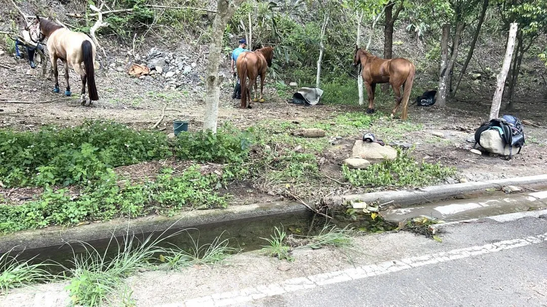 人跟馬在樹林休息。（圖／警方提供）