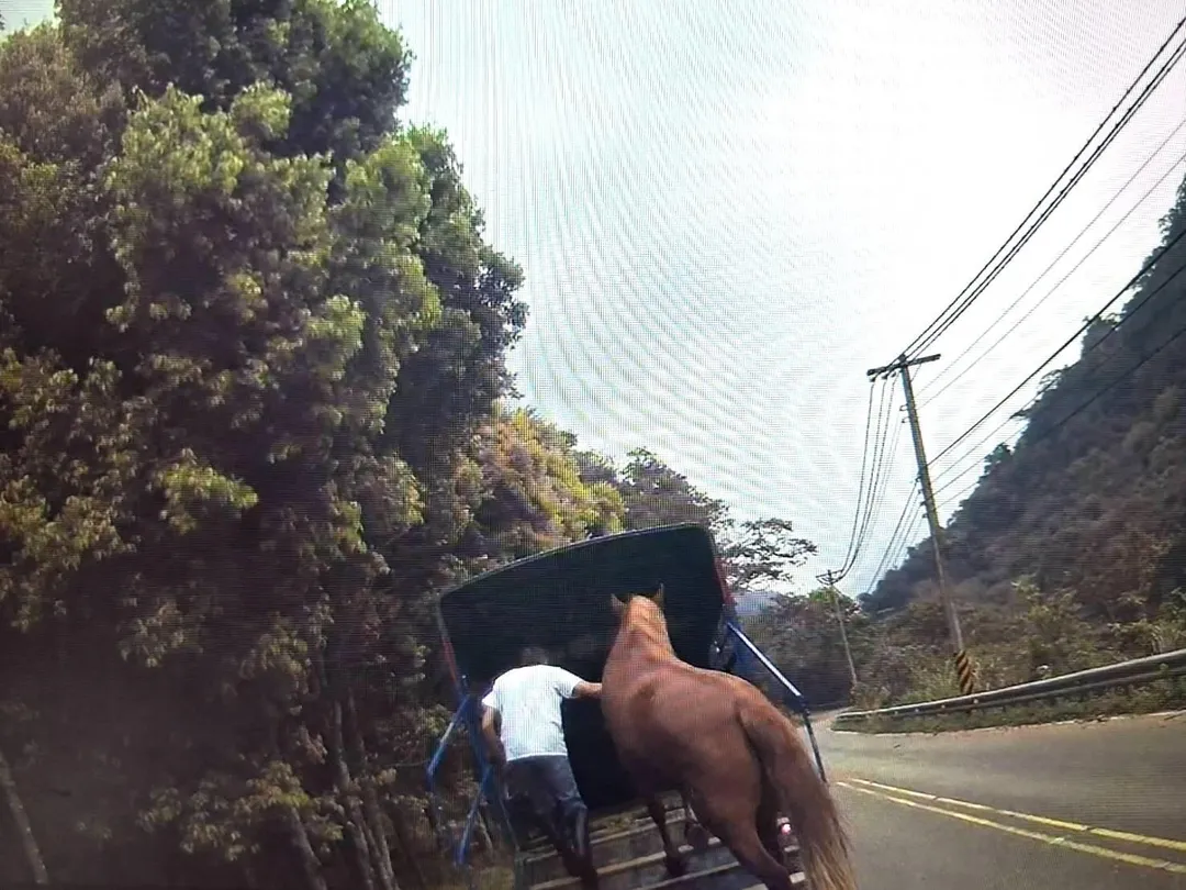 3人將馬匹以貨車載離現場。（圖／警方提供）