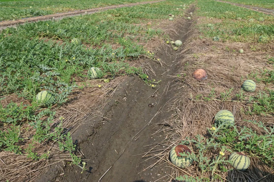 清明節連續3天的大雨在雲林縣二崙鄉造成西瓜田重大災情,部分瓜農面臨嚴重損失。(圖/雲林縣政府提供)