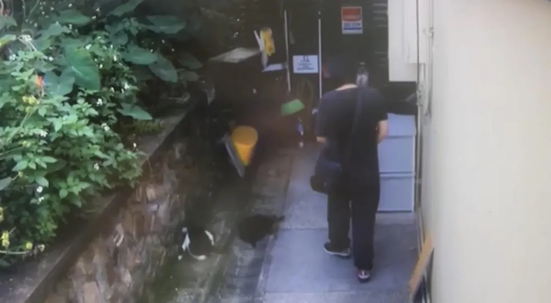 男子跑到猴硐虐貓噴灑辣椒水被監視器拍下。（圖／翻攝畫面）