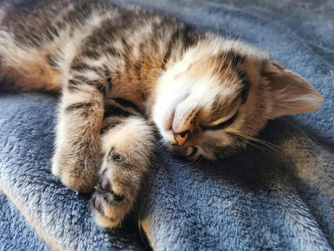 農業部指出，飼養2隻或以上家貓的飼主比例較以往調查明顯增加，成為推動家貓總數成長的主要原因。&nbsp;（示意圖／Pixabay）