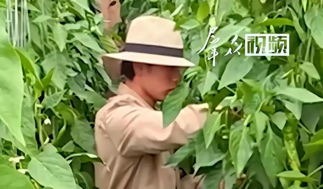 AI衝擊真人短劇,張小磊無戲可拍回甘肅老家種田。(圖/翻攝群眾視頻)
