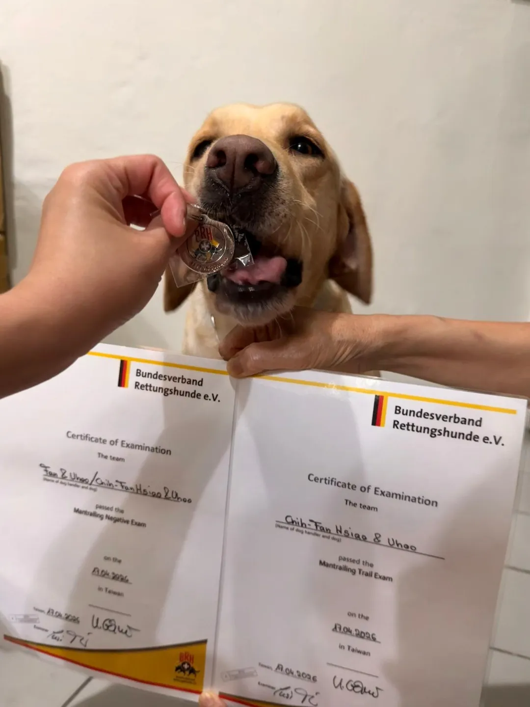 警犬Uhoo近日成功通過德國聯邦救難犬協會（BRH）舉辦的MT-Suche（Spur）高級路徑追蹤考試及MT-Negative氣味否定測驗。（圖／警方提供）