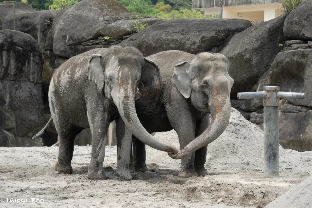 亞洲象友信、友愷在新環境中不時互動、觸碰對方身體。（圖／台北市立動物園）