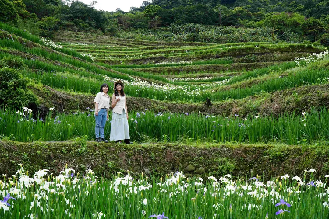 嵩山社區鳶尾花盛開季節，百年梯田與層層綻放的鳶尾花交織出迷人景緻。（圖／新北市政府農業局提供）
