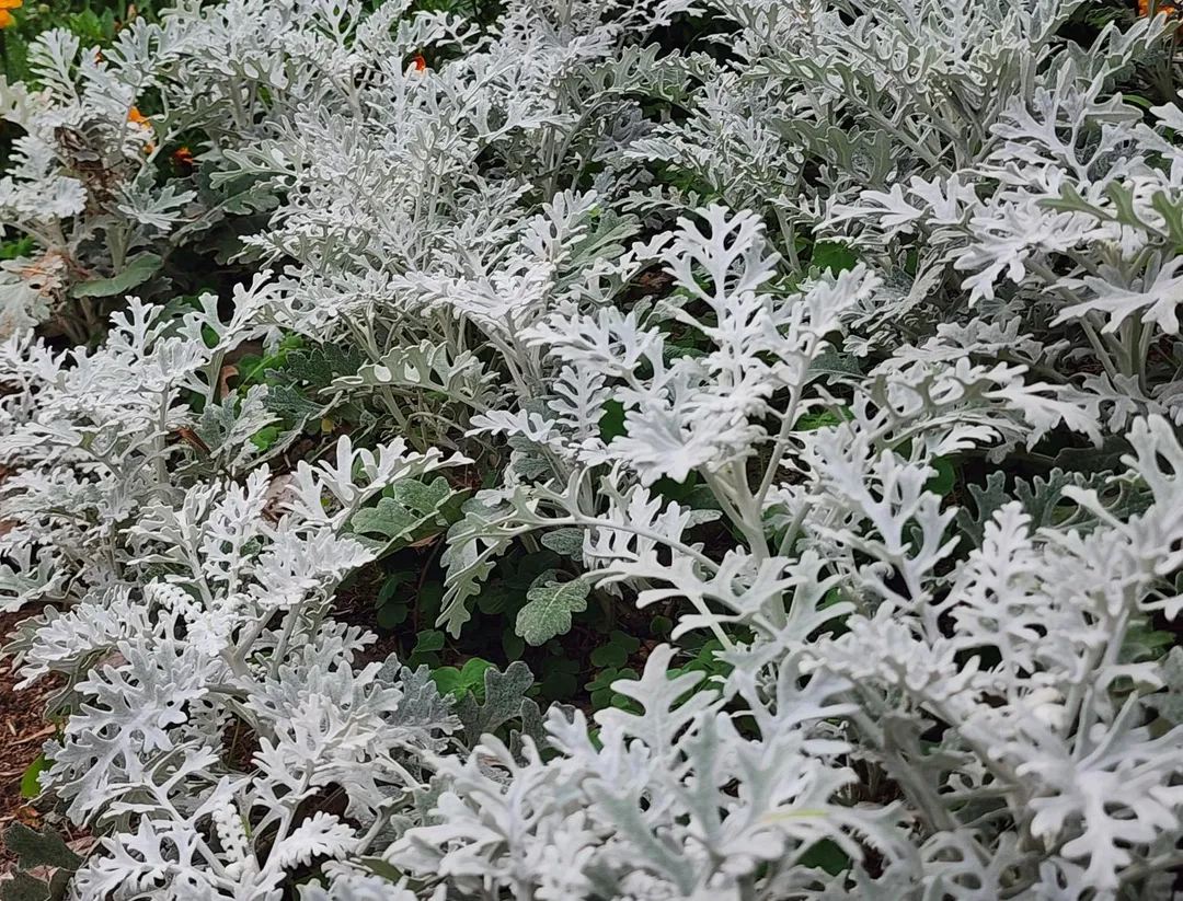 銀葉菊以其細緻柔軟的銀白色葉片，呈現出低調而優雅的質感。（圖／台北市公園處提供）