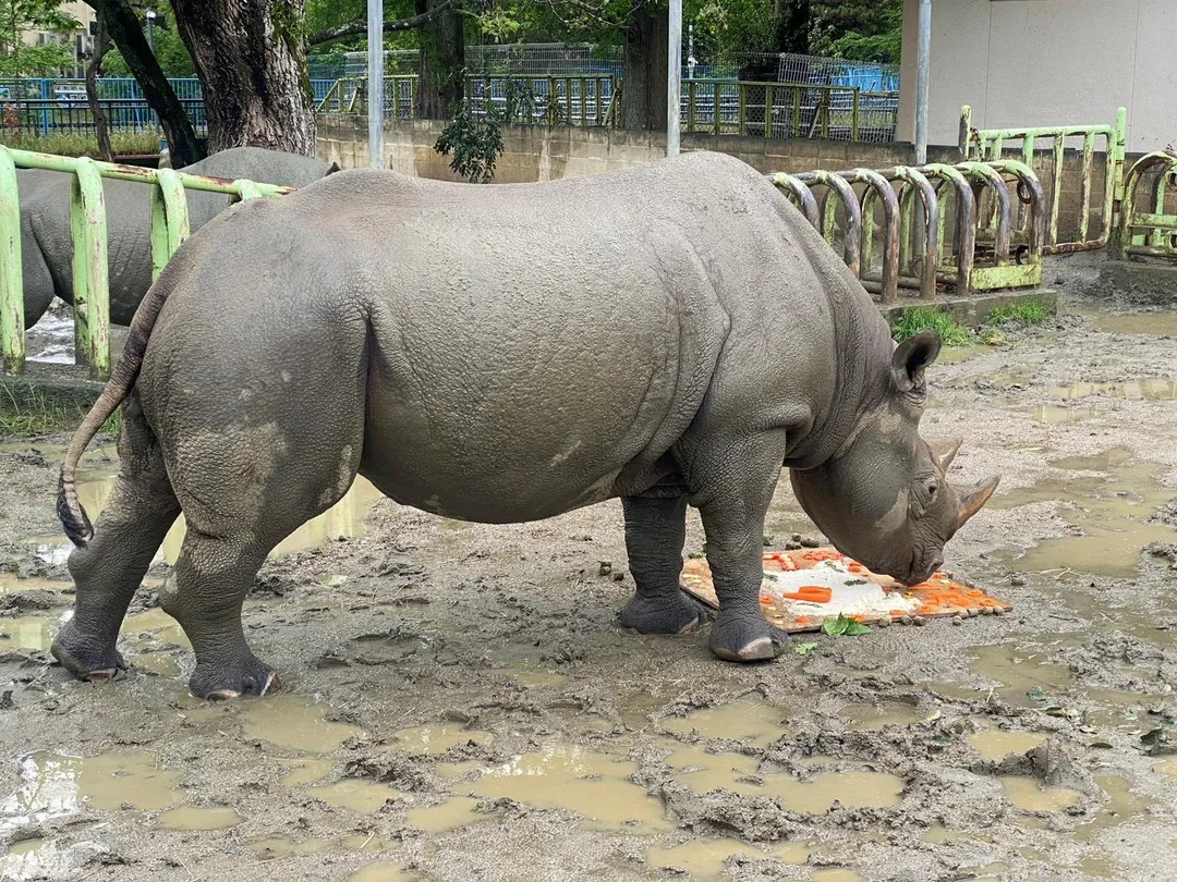 園方表示，犀牛展示今後仍會繼續。（圖／翻攝自X＠kumamotocityzoo）