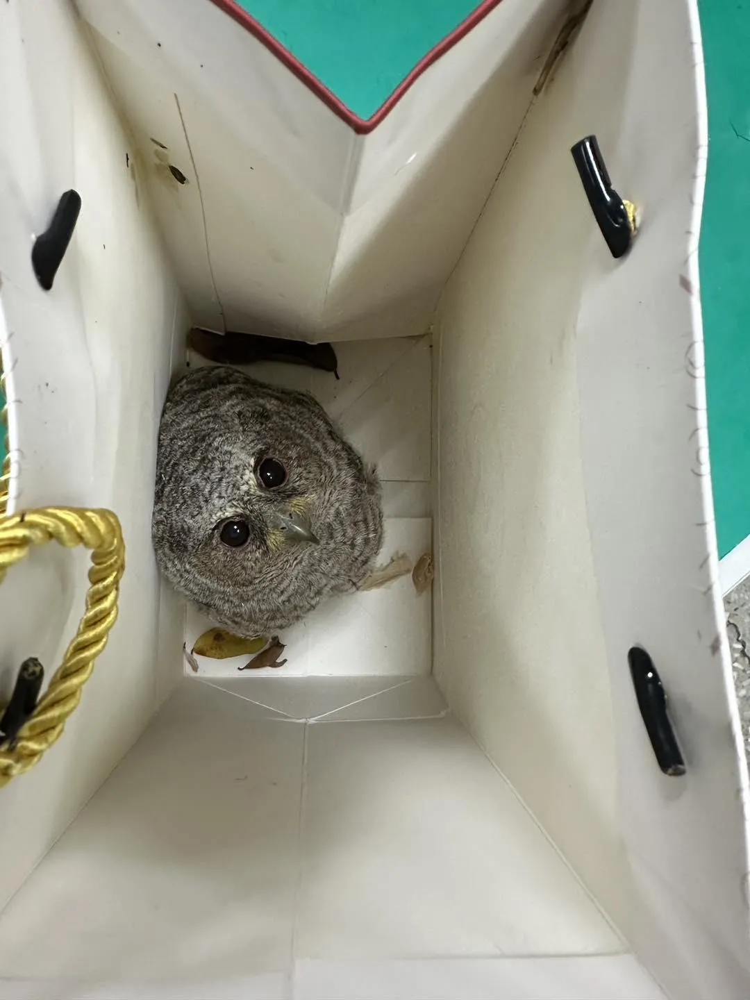 這隻迷路的小嬌客,正是國家二級保育類野生動物「領角鴞」。(圖/基隆市警察局第二分局)