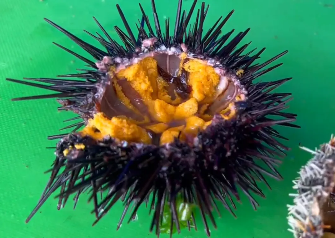 業者解釋，海水溫度、海膽進食不足可能導致海膽發育不良沒有肉，而整顆海膽若在漁港放置過久，內部肉質也可能逐漸流失。（示意圖非當事店家／中天新聞）