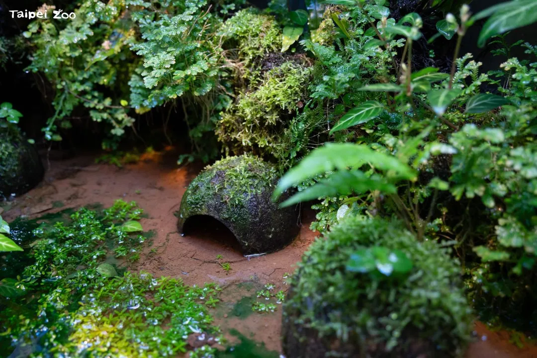 園方打造專屬「魚池琴蛙產房」，透過移地復育與人工照養，自2023年至今已成功培育至少2千隻小蛙。（圖／臺北市立動物園）