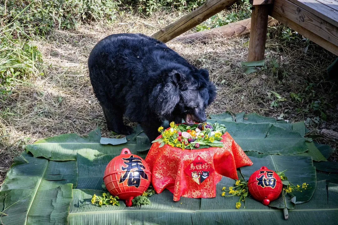 高雄壽山動物園今（28）日宣布園內資深黑熊奶奶「瑪莉」已於昨（27）日上午在睡夢中安詳離世，享壽超過30歲。（圖／壽山動物園提供）