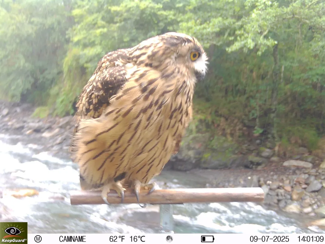 黃魚鴞站在棲架上 。(圖／雪管處提供）