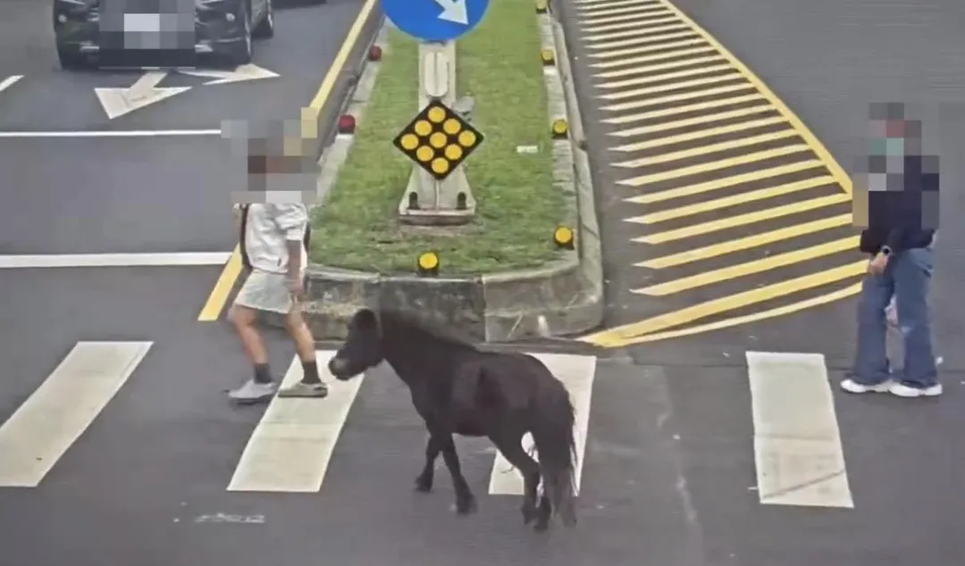 黑色迷你馬在北投街上遊蕩。(圖/翻攝畫面)