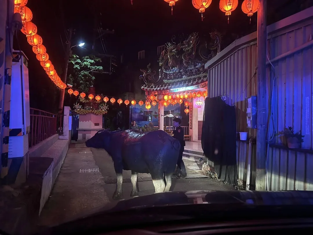 頭份分局分局長郭譯隆表示，飼主務必妥善管理飼養動物，若牛隻闖入道路導致交通事故，飼主除面臨行政罰鍰外，還須負擔相關民事賠償責任。（圖／警方提供）