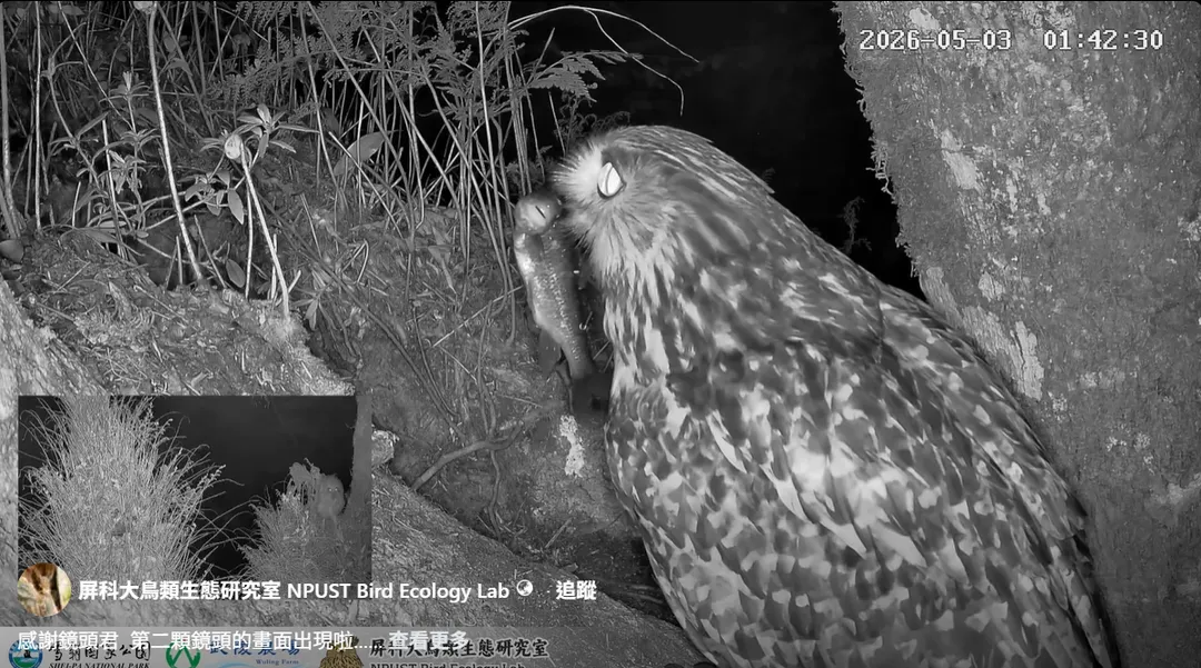 黃魚鴞母鳥叼著魚等著餵食。(圖/翻攝自Facebook@ 屏科大鳥類生態研究室 NPUST Bird Ecology Lab)