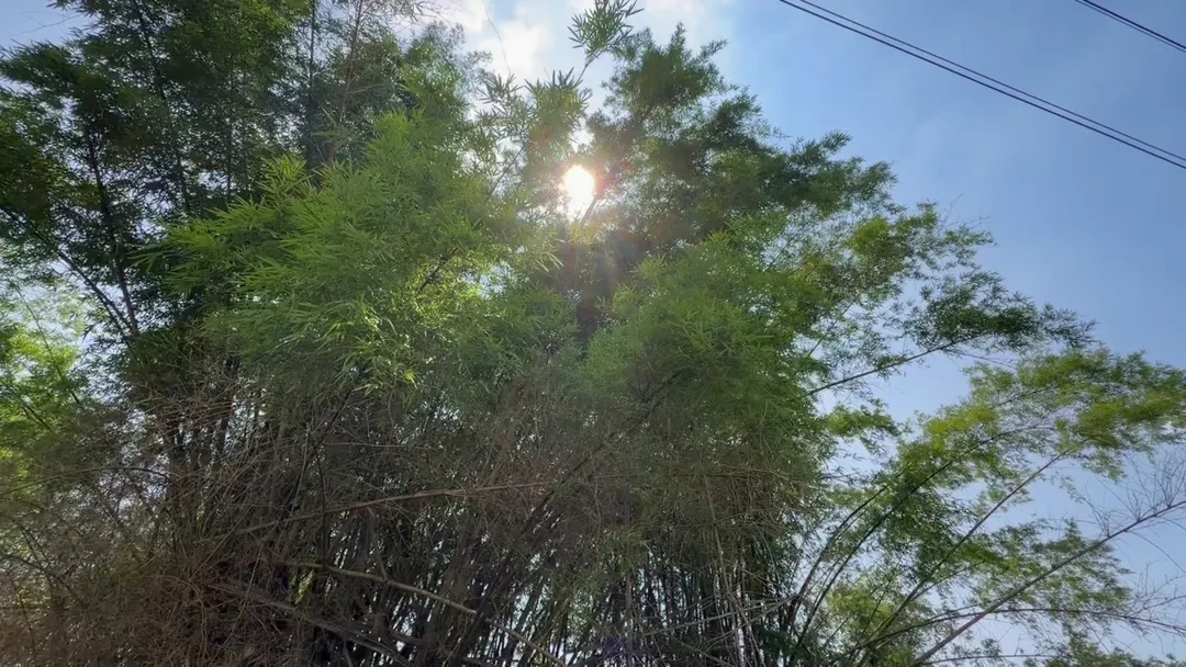 今日南台灣地區受大範圍高溫氣團影響,氣溫顯著飆升。(圖/中天新聞)