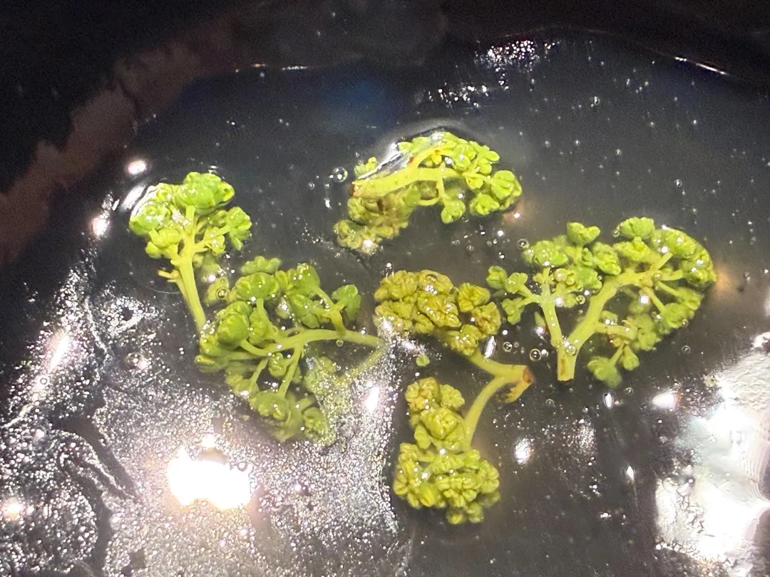 生命期才三週的花山椒。（圖／黃宏輝提供）