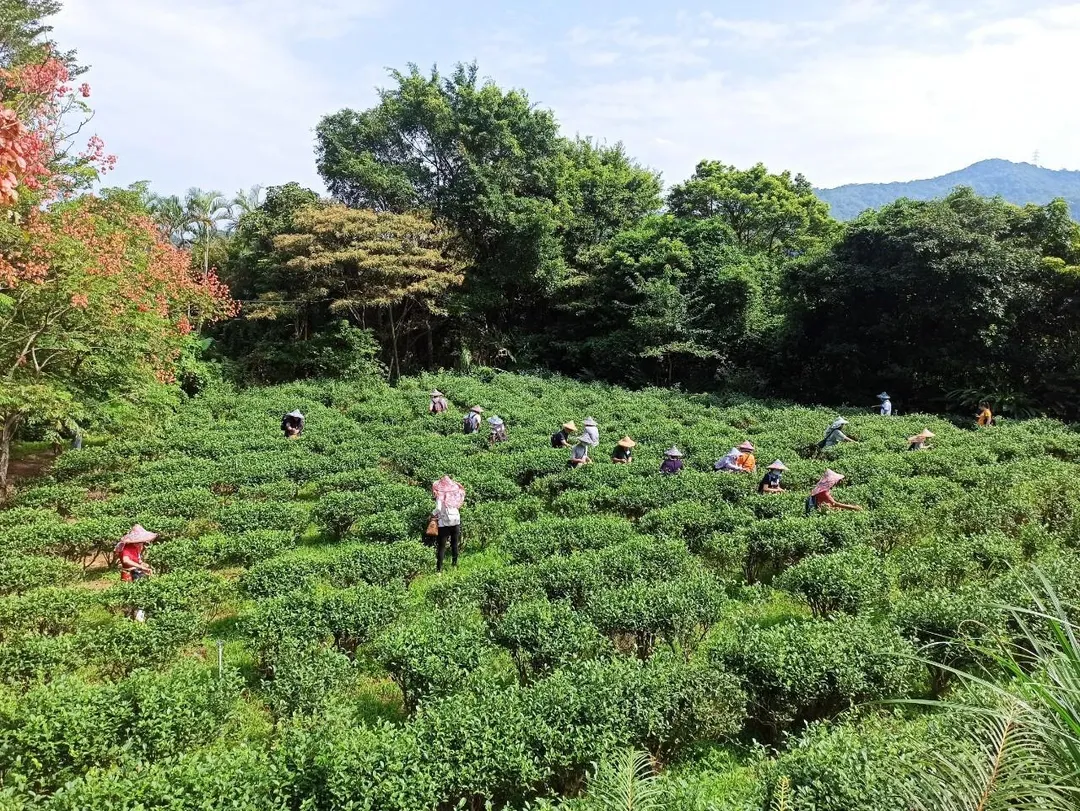 新北市文山農場採茶體驗。(圖/新北市農業局提供)