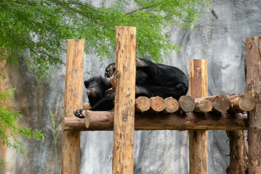 台北市立動物園保育員特別為亞洲黑熊「貝兒」量身打造的專屬「新豪宅」全新木製棲架。(圖/北市立動物園提供)