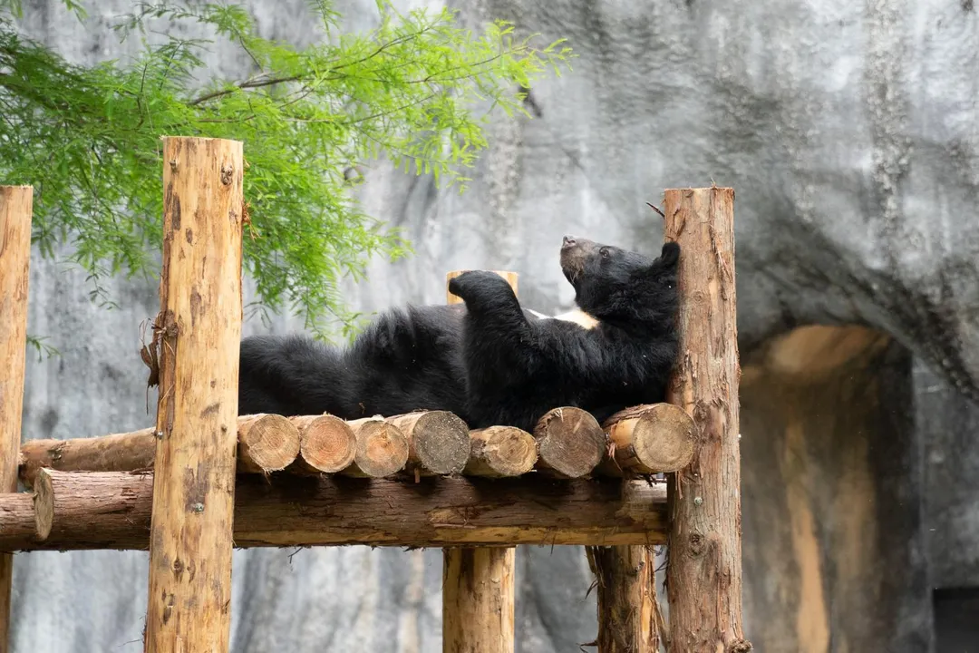 台北市立動物園保育員特別為亞洲黑熊「貝兒」量身打造的專屬「新豪宅」全新木製棲架。(圖/北市立動物園提供)