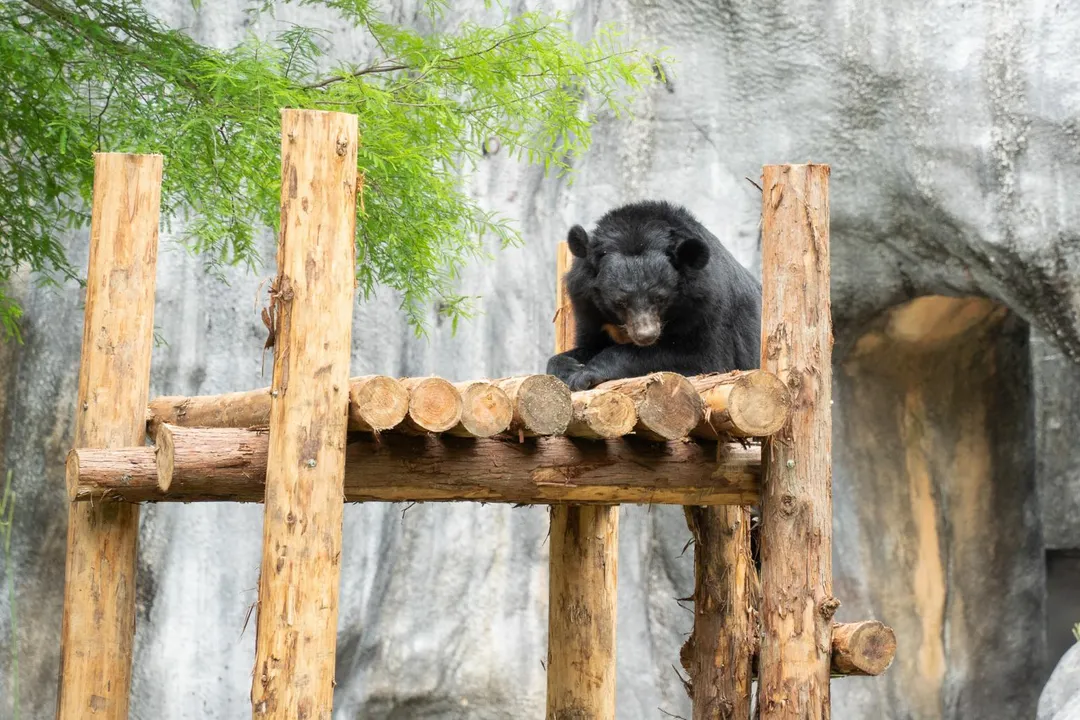 台北市立動物園保育員特別為亞洲黑熊「貝兒」量身打造的專屬「新豪宅」全新木製棲架。(圖/北市立動物園提供)