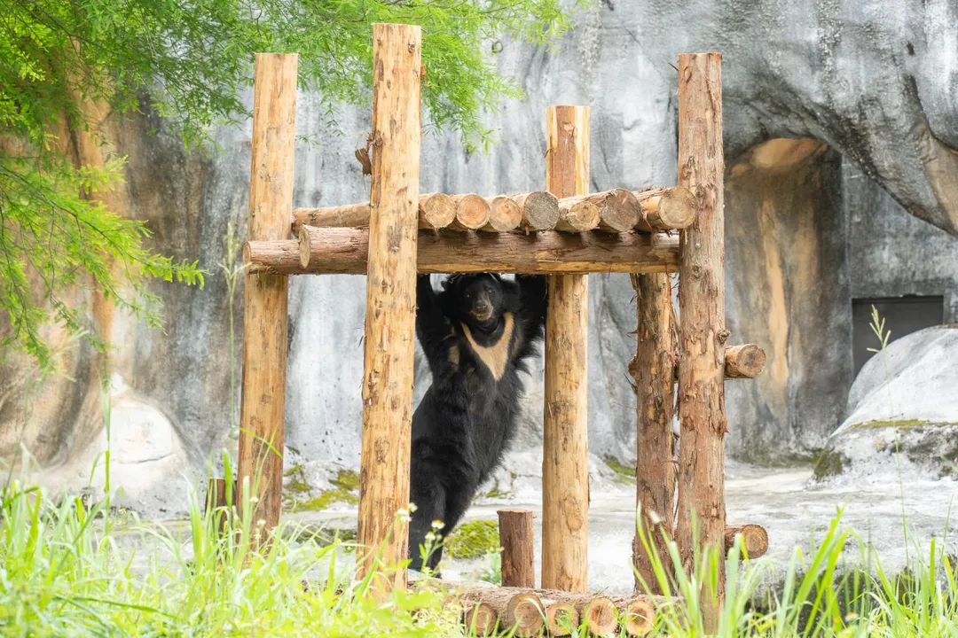 台北市立動物園保育員特別為亞洲黑熊「貝兒」量身打造的專屬「新豪宅」全新木製棲架。(圖/北市立動物園提供)