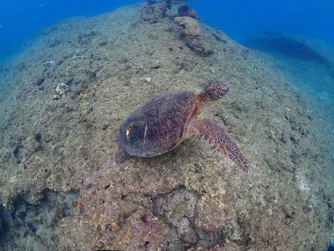 鄭金枝到小琉球體驗浮潛，與海龜同框。（圖／民眾提供）