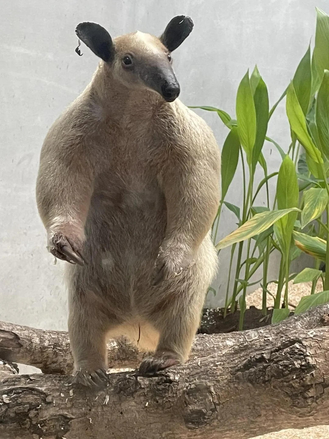 臺北市立動物園今（20）日證實，園內一隻高齡近12歲的雌性小食蟻獸「黑妞」已於18日深夜脫逃。（圖／台北市立動物物園提供）