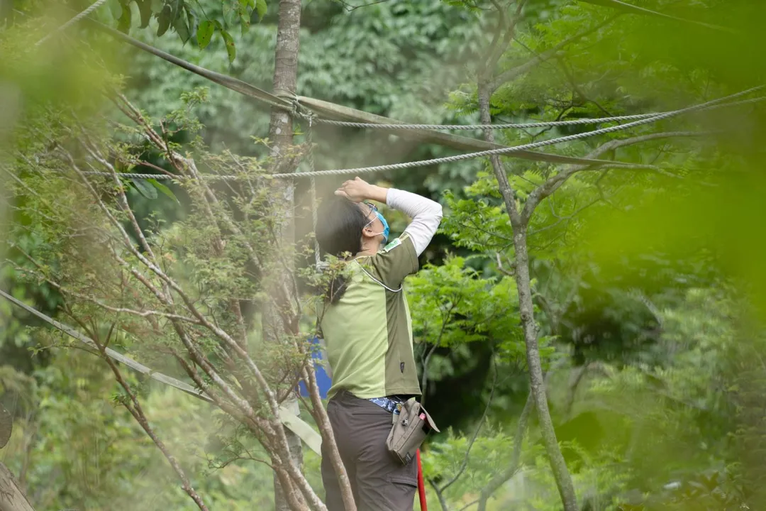 保育員進一步檢視現場環境後研判，活動場內一棵用來豐富環境的香蕉樹，疑似遭到「黑妞」攀爬後不堪負荷而斷裂，倒塌的樹幹正好意外形成了一條連結活動場旁仿岩的通道。（圖／台北市立動物物園提供）