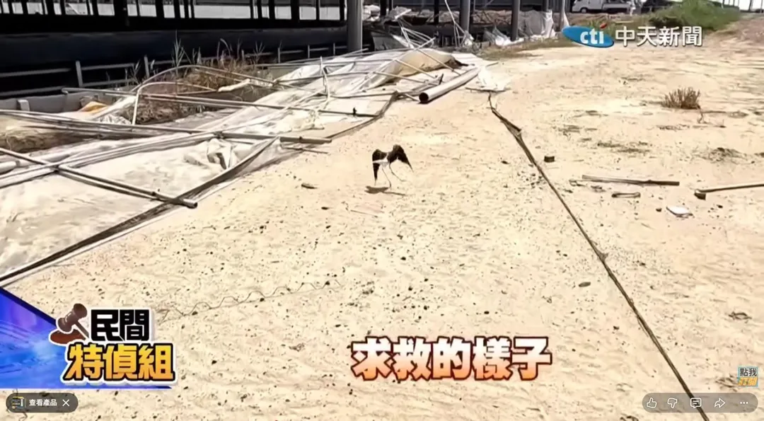 高蹺鴴不斷啾啾叫著，並帶著主播去救牠的孩子。（圖／中天新聞）