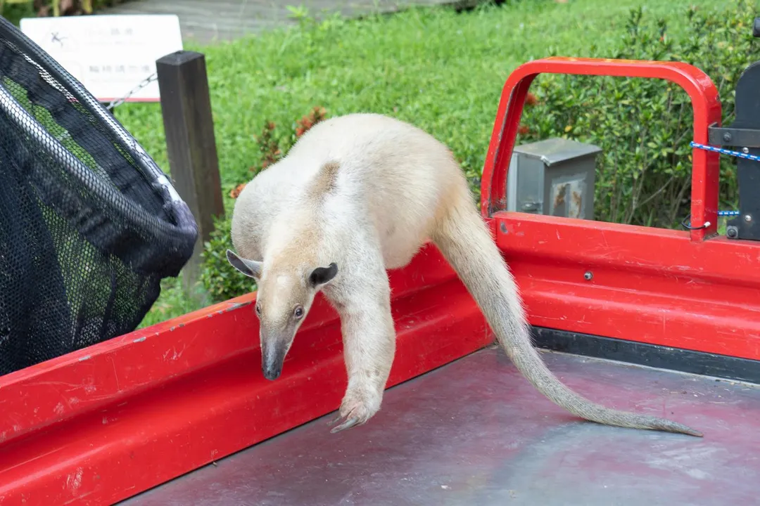 台北市立動物園內的小食蟻獸「黑妞」回家了！（圖／台北市立動物園提供）