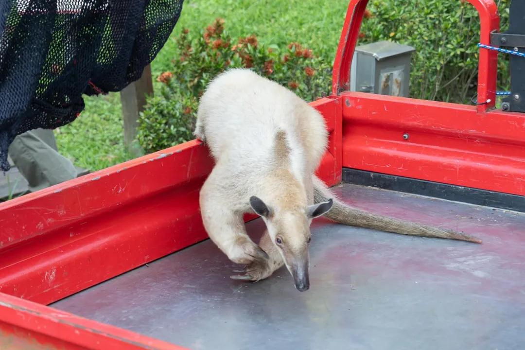 台北市立動物園內的小食蟻獸「黑妞」回家了！（圖／台北市立動物園提供）