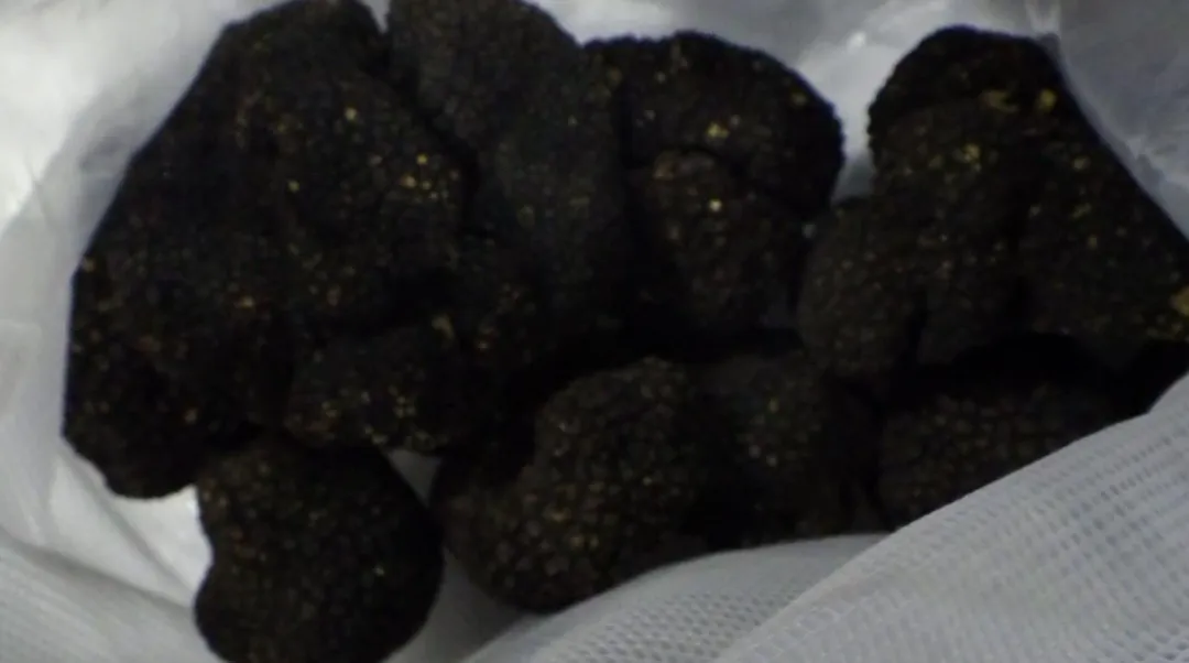 屬污染方面,法國出口的「新鮮黑松露」檢出鎘含量5 mg/kg。(圖/食藥署)