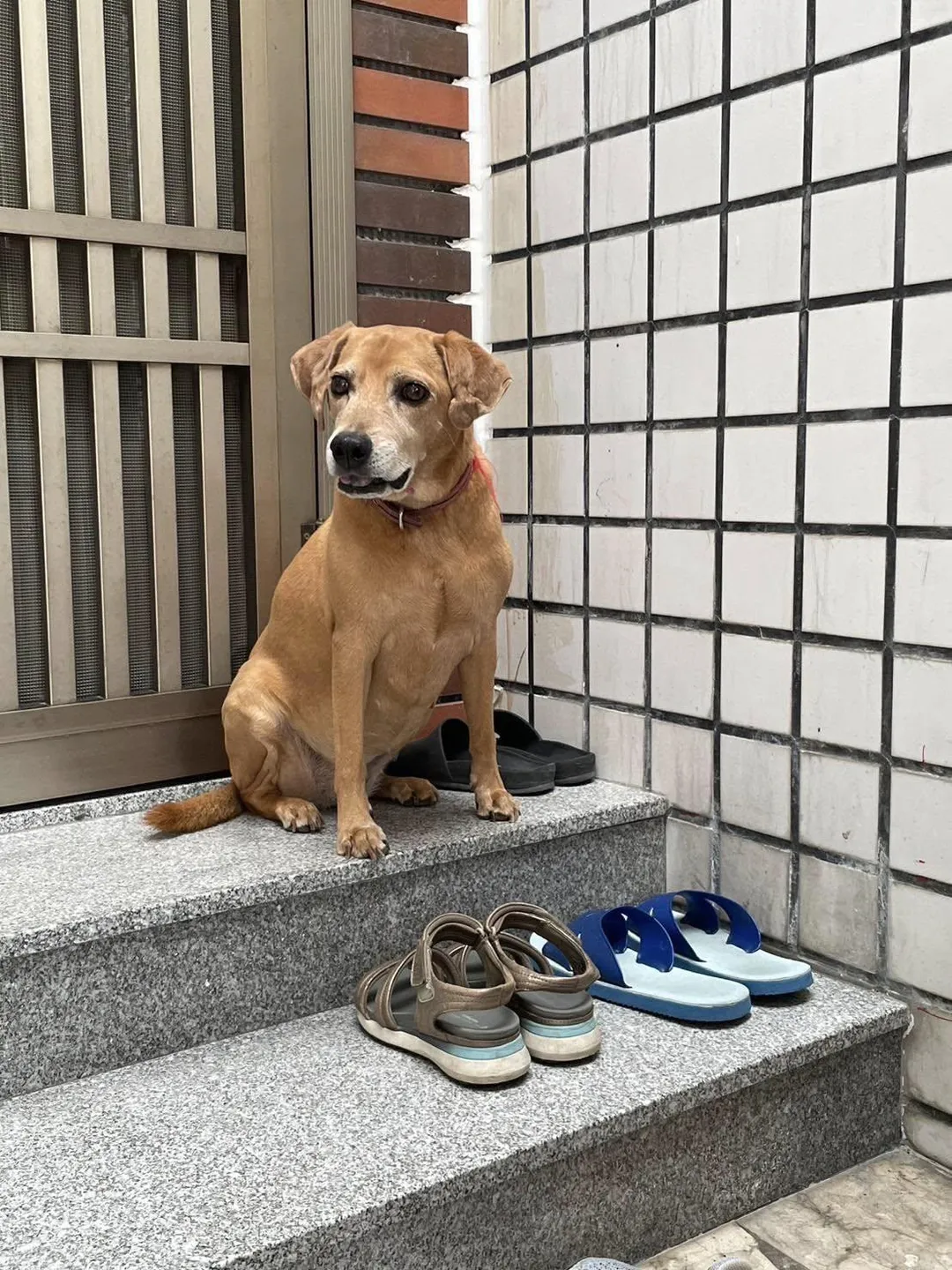 吳小姐透露，「阿妹」走失時有戴項圈、未牽繩，個性貪吃但不太親人，嘴巴靠近鼻子處的毛為白色，雙耳下垂、行動正常，是一隻健康的米克斯犬。（圖／翻攝臉書社團「永康大小事」）