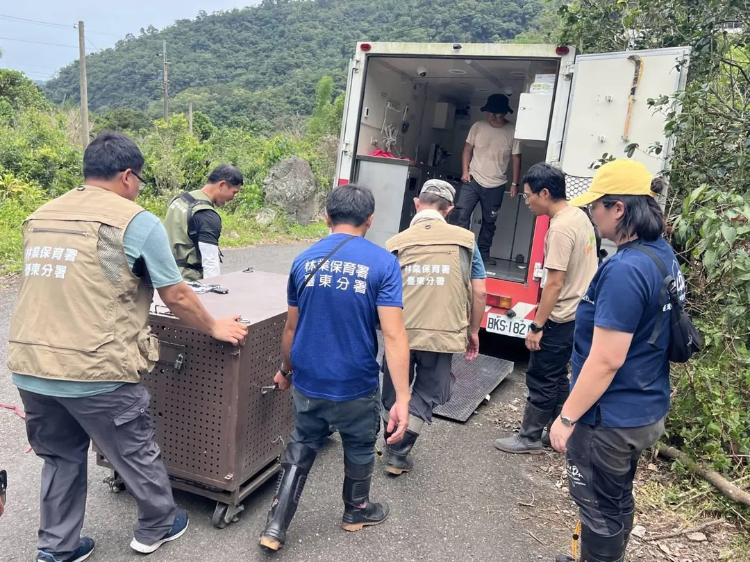林業保育署台東分署與部落族人通力合作，將受傷黑熊安全送上救援車，準備後送至野灣野生動物醫院進一步照護。（圖／台東分署提供）