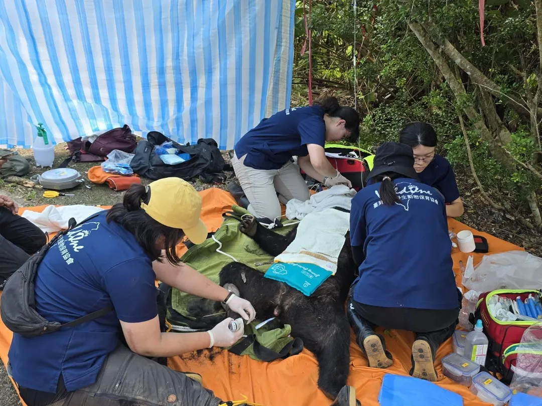 野灣野生動物保育協會醫療團隊在現場迅速為黑熊進行初步檢查與傷肢處理，確保其生命徵象穩定。（圖／台東分署提供）
