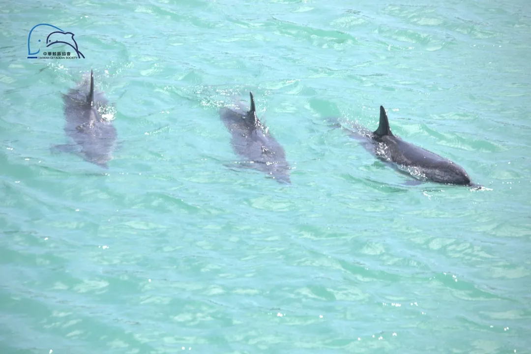 澎湖湖西鄉沙港西港區日前出現3隻熱帶斑海豚迷航死亡事件。（圖／中華鯨豚協會提供）