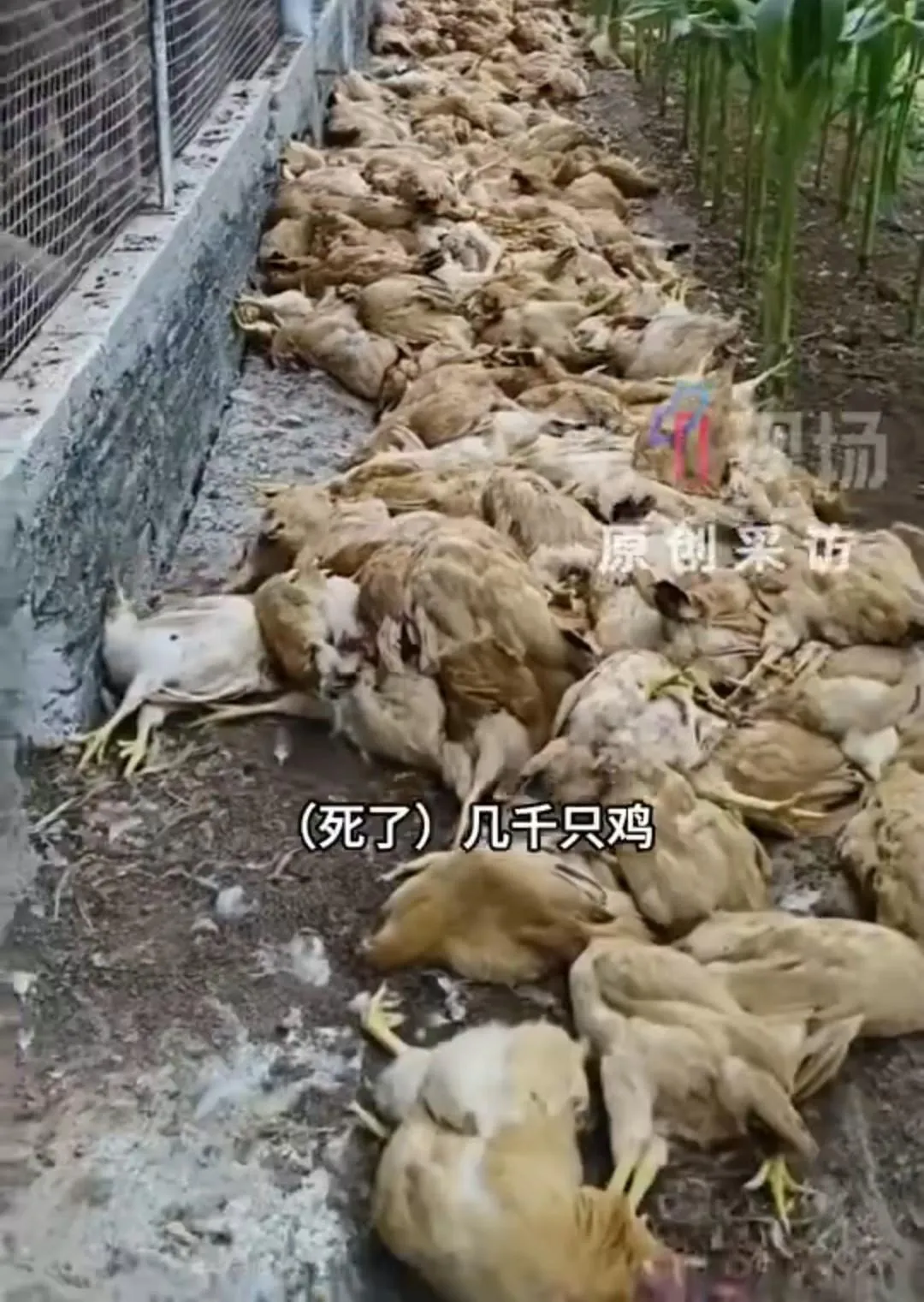 廣東茂名一處養雞場數千隻雞隻中暑死亡。（圖／翻攝第一現場）