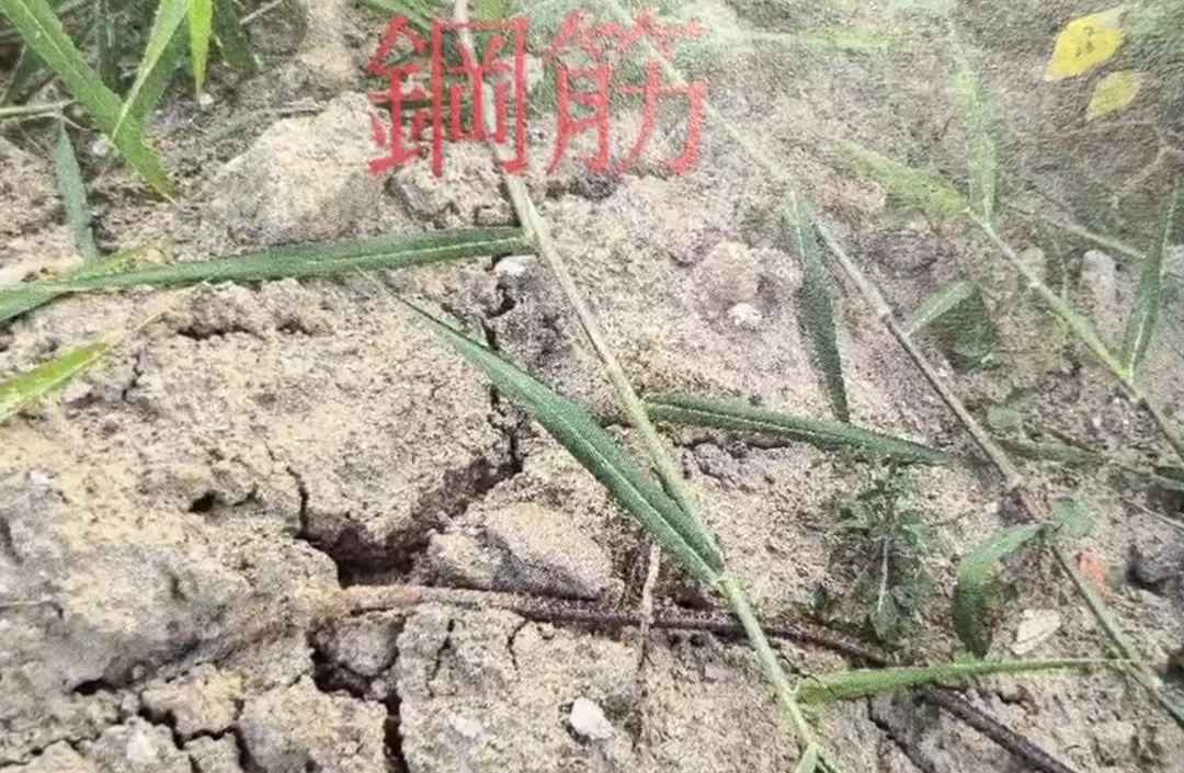 現場勘查發現,原本平整的土地表面布滿不明土方與建築廢棄物。(圖/中天新聞)