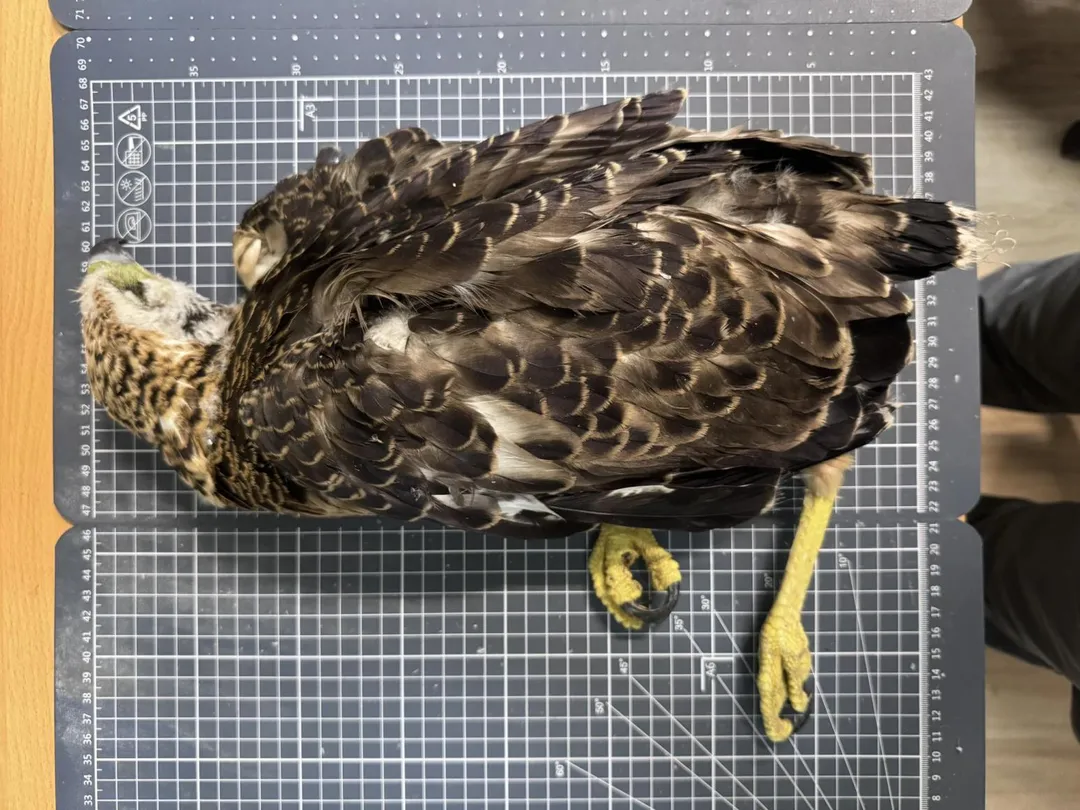 研究團隊將「鷲星」遺體帶回屏科大獸醫系進行病理解剖，43日齡的牠體重僅845公克，身形明顯偏瘦。（圖／翻攝自臉書「屏科大鳥類生態研究室」）