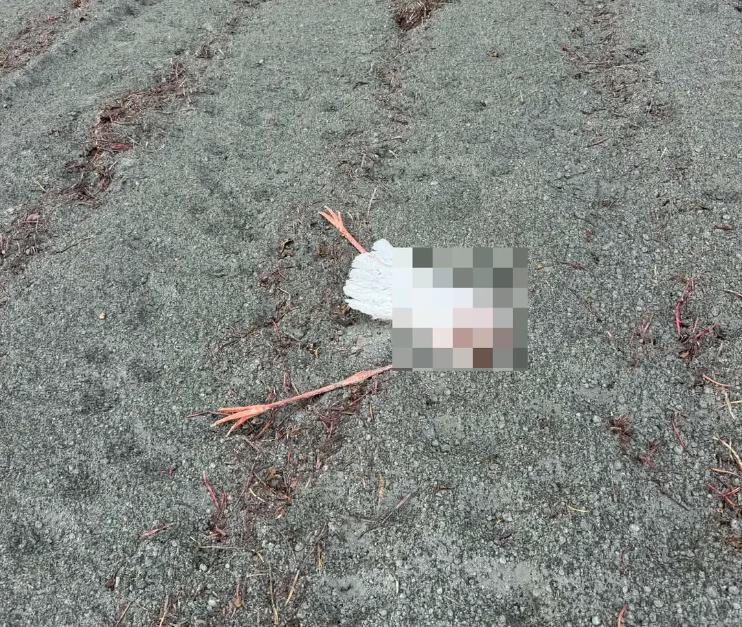 大鳥遺體落在田地。(圖/吳明宜提供)