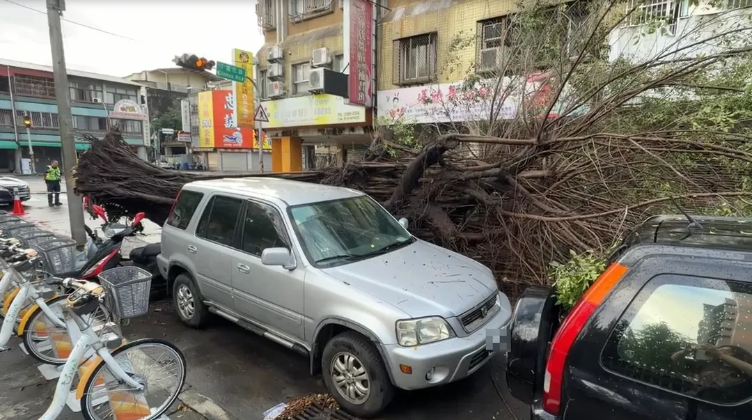 老榕樹倒下時，波及路旁停放的2輛機車與1輛自小客車。（圖／中天新聞）