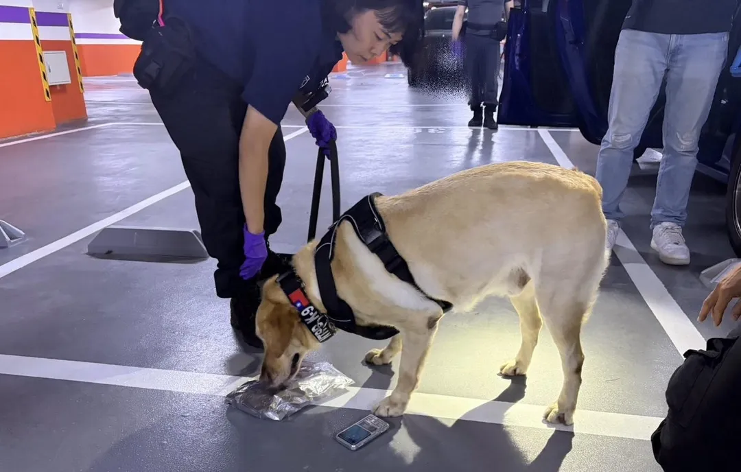 緝毒犬在嫌犯車內找到毒品粉末。(圖/翻攝畫面)