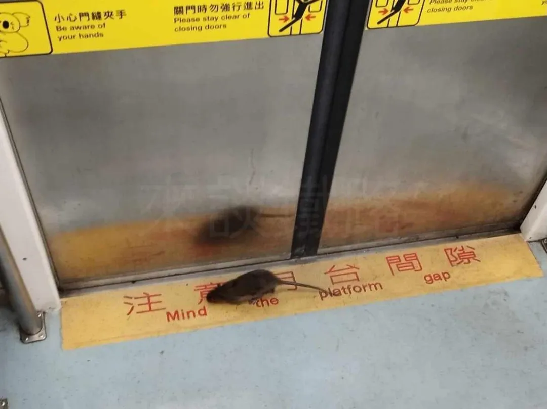 這隻老鼠像是搭便車一般四處爬。（圖／來談鐵路授權提供）