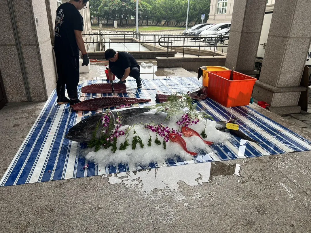 11日一尾由東港新鮮直送、重達百斤的黑鮪魚，現身雲林縣議會。（圖／江海房屋提供）